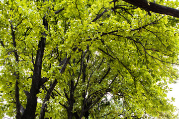 A row of oak trees along an alley