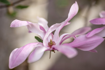 Beautiful magnolia flowers. Blooming magnolia tree in the spring. Selective focus. Pink magnolia flower closeup. A magnolia blossom isolated. Soft focus. 