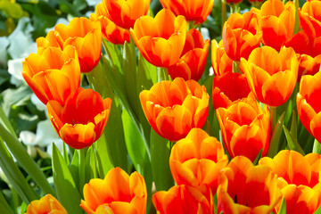 Orange tulip flowers in spring blooming blossom scene.