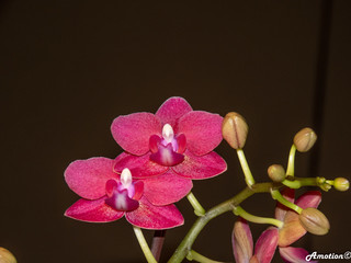 Obraz premium pink orchid 