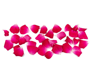 Fototapeta na wymiar Red rose petals Isolated on white background