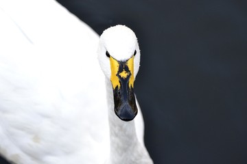 Swan with water drops