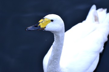 Swan with water drops