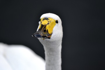 Swan with water drops