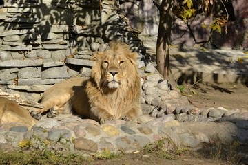 Leo resting in the sun