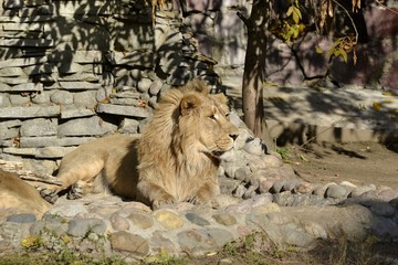 Leo resting in the sun