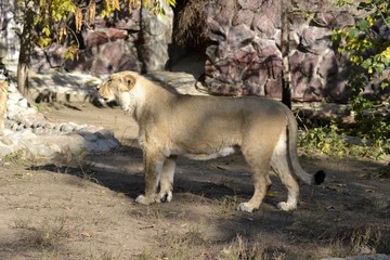 Persons on a walk in the morning