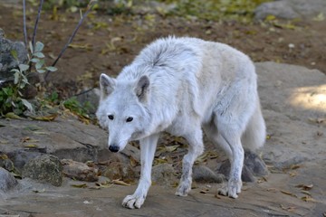The white she-wolf with a damaged paw