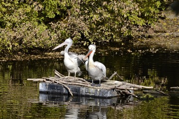 A pair of pilikans sitting in the nest