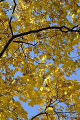 Yellow leaves on blue sky background