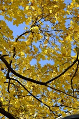 Yellow leaves on blue sky background