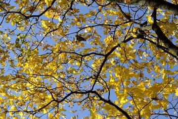 Yellow leaves on blue sky background