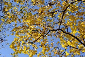 Yellow leaves on blue sky background
