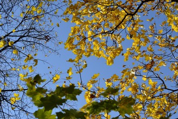 Yellow leaves on blue sky background