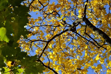 Yellow leaves on blue sky background