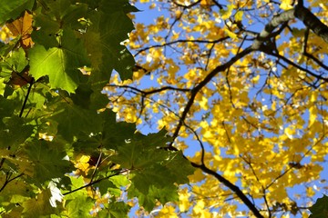 Yellow leaves on blue sky background