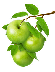 Green Apple isolated. Three ripe juicy apples on  branch with leaves isolated on white background as package design