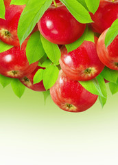 Red Apple for package design. Many ripe red apples fruit hanging on a branch with leaves on a green background.