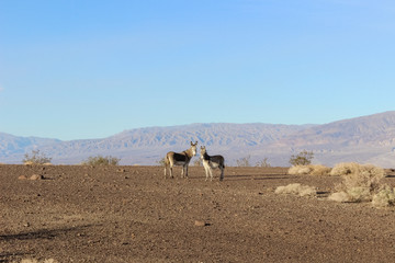 wild burros in Death Valley desert