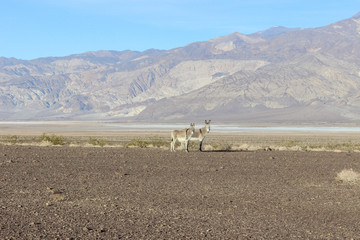 Wild burros in desert of Death Valley National Park, California 