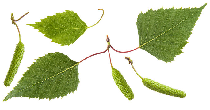 Birch tree green leaves and inflorescence earrings flowers isolated on white background