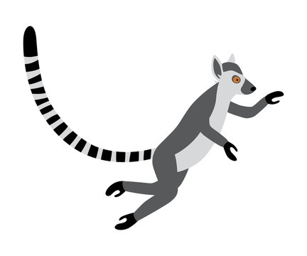 Cute funny ring-tailed lemur jumps. Exotic Lemur catta. Vector illustration in cartoon and flat style isolated on white background