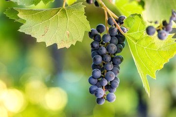 Dark blue ripening grape cluster lit by bright sun on blurred colorful bokeh copy space background.