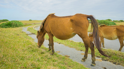 与那国馬