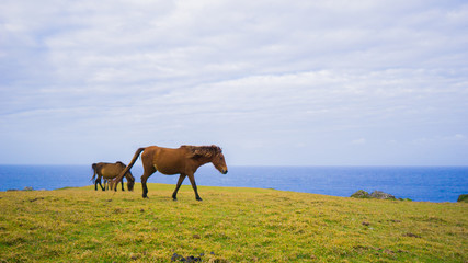 与那国馬