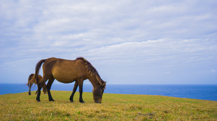 与那国馬