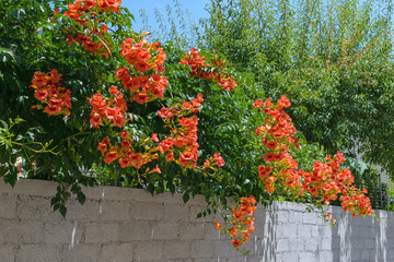 Bignonia Grandiflora (Campsis grandiflora, Chinese trumpet vine) on stone wall