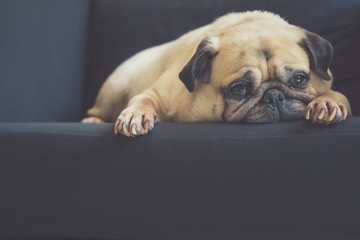 Funny Sleepy Pug Dog with gum in the eye sleep rest on black sofa.