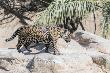 Wild Animal Jaguar in Dry Woodland © Abrar