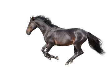 Obraz na płótnie Canvas Black horse isolated on white background