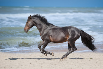 Horse run gallop on seashore