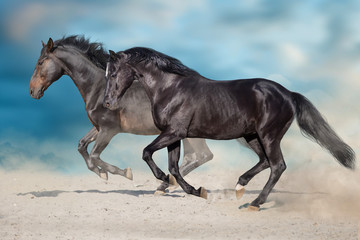 Fototapeta na wymiar Two dark horse free run in desert