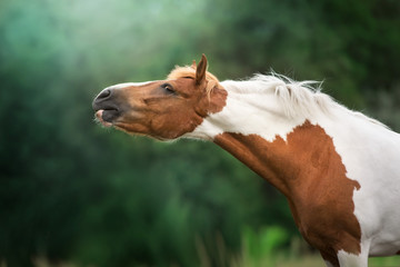 Red pinto horse close up portrait outdoor