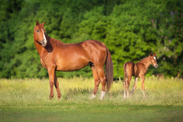 Obraz na płótnie Canvas Red mare and foal on spring green meadow