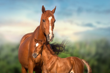 Red mare and foal run on spring green  meadow against beautiful sky - obrazy, fototapety, plakaty
