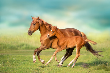 Naklejka na ściany i meble Red mare and foal run on spring green meadow