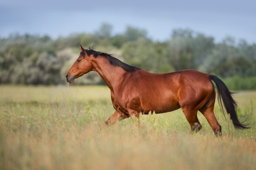 Bay horse trotting on meadow