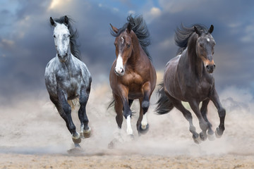 Horse herd run free on desert dust against storm sky