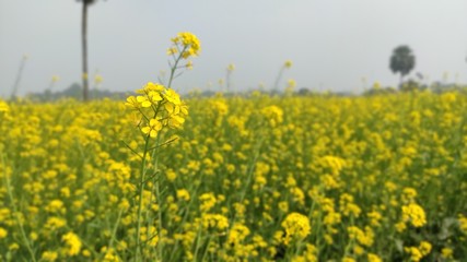 Obraz premium flower of mustard oil in the agricultural field with open sky