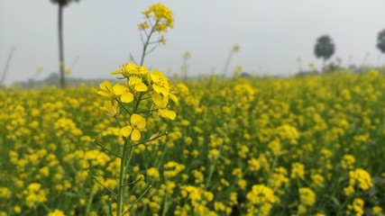 flower of mustard oil in the agricultural field with open sky