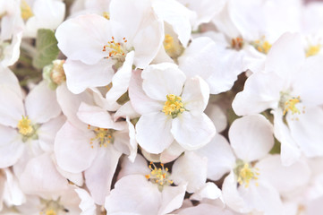 Spring blossom/springtime apple bloom, bokeh flower background, pastel and soft floral card, toned