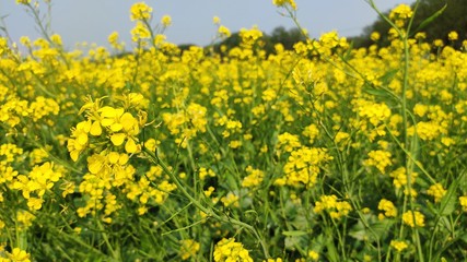flower of mustard oil in the agricultural field with open sky