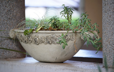 The houseplant which was displayed in the window