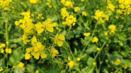 flower of mustard oil in the agricultural field with open sky