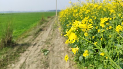 flower of mustard oil in the agricultural field with open sky