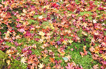 京都の落ち紅葉